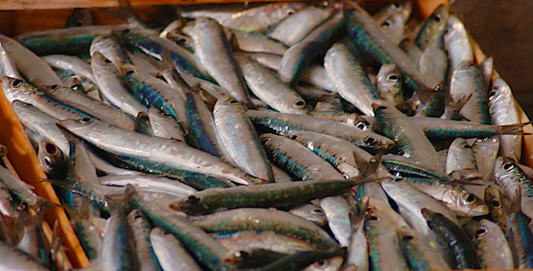 L’arte di arrangiarsi: perché l’acciuga è la regina povera della cucina del territorio